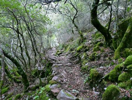 Imagen ARBOLES SINGULARES DE EXTREMADURA LOS TEJOS